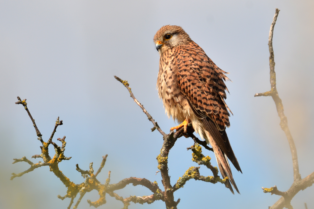 DSC 9824 Turmfalke 1000
