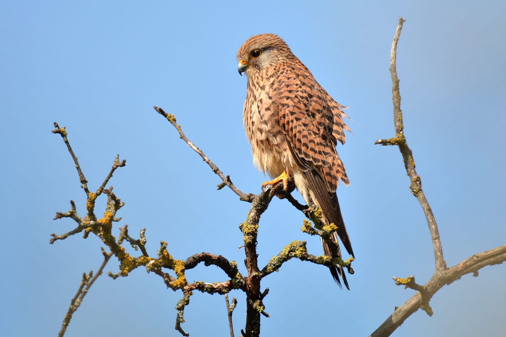 DSC 9828 Turmfalke 1000