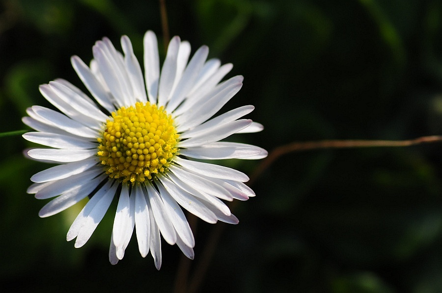 DSC 9830 erstes Gänseblümchen 2010