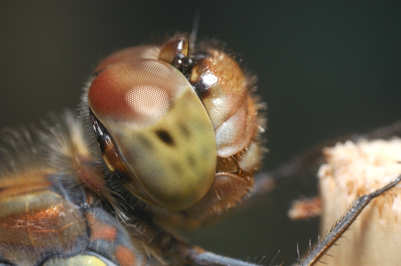 DSC 9830aa