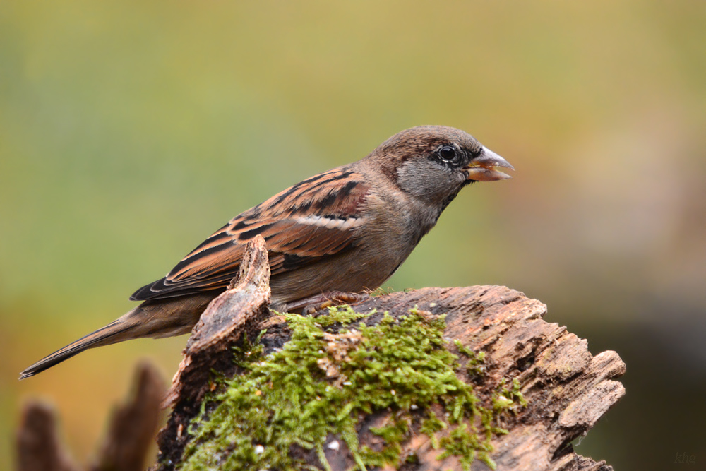 DSC 9831 khg