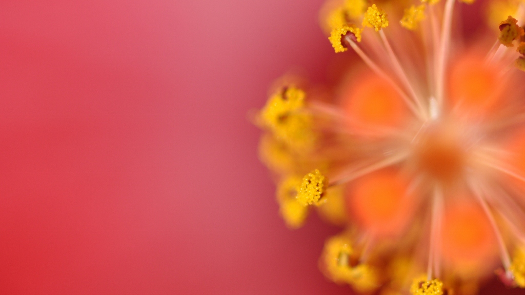 DSC 9835 (1024x575)