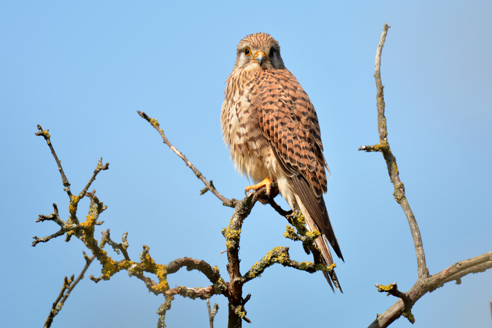 DSC 9837 Turmfalke 1000