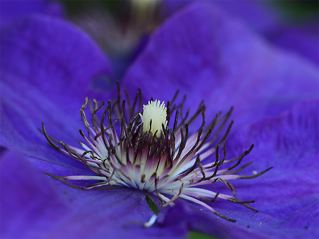DSC 9838 Clematis