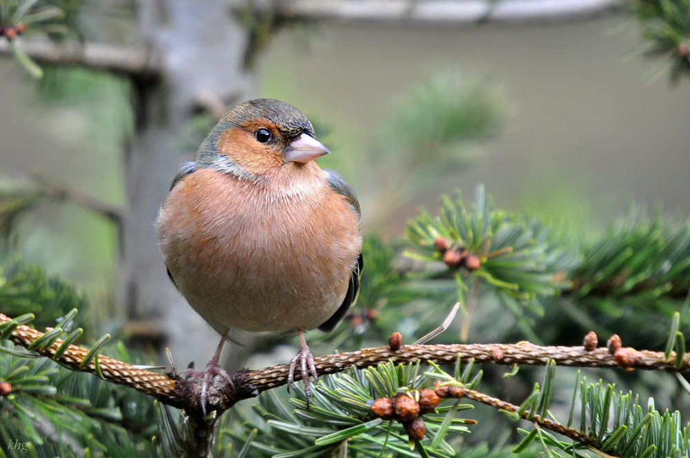 DSC 9839 khg