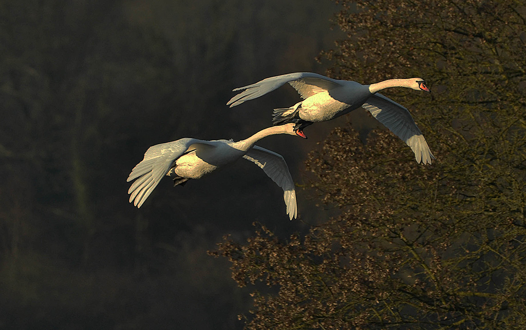 DSC 9855 Hoeckerschwan