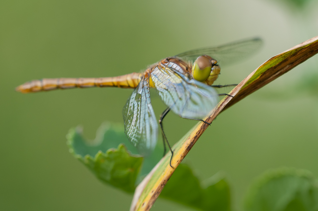 DSC 9862