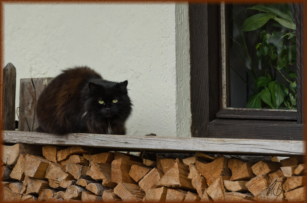 DSC 9934 bea
"Edele" Bauernkatze in Feilnbach