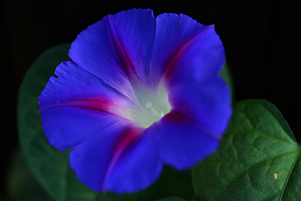 DSC 9937 Trichterwinde
