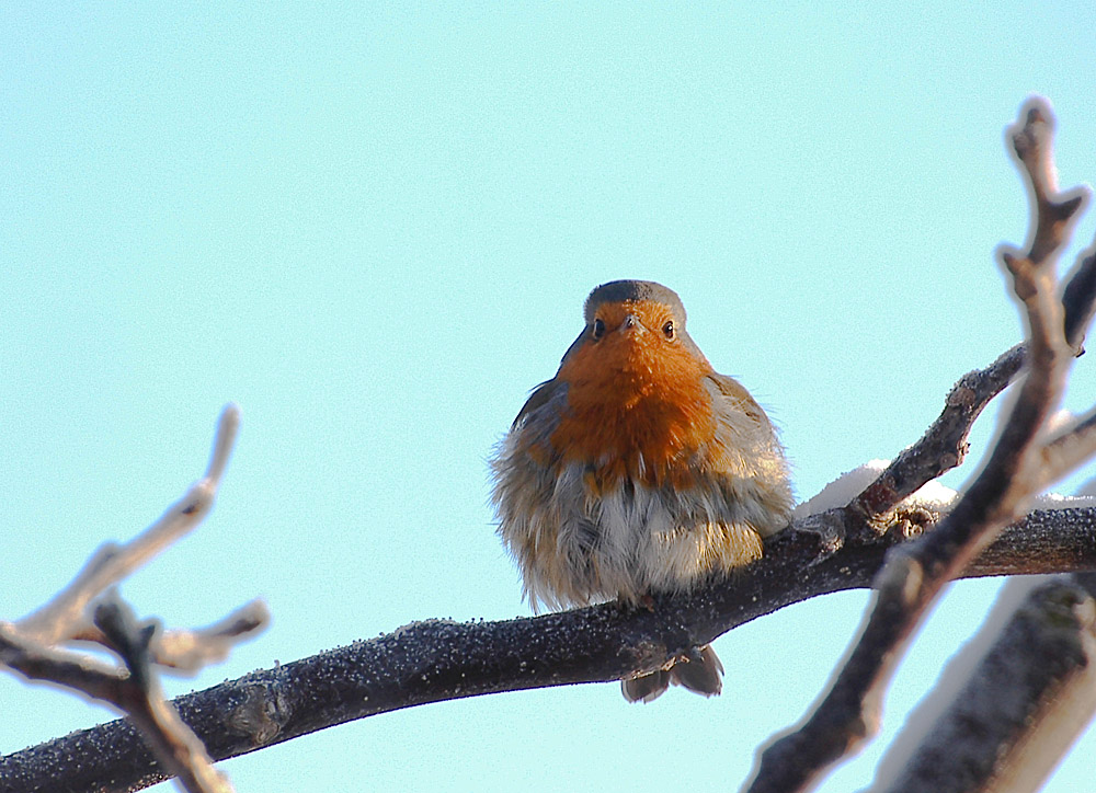 DSC 9939 1000 LR