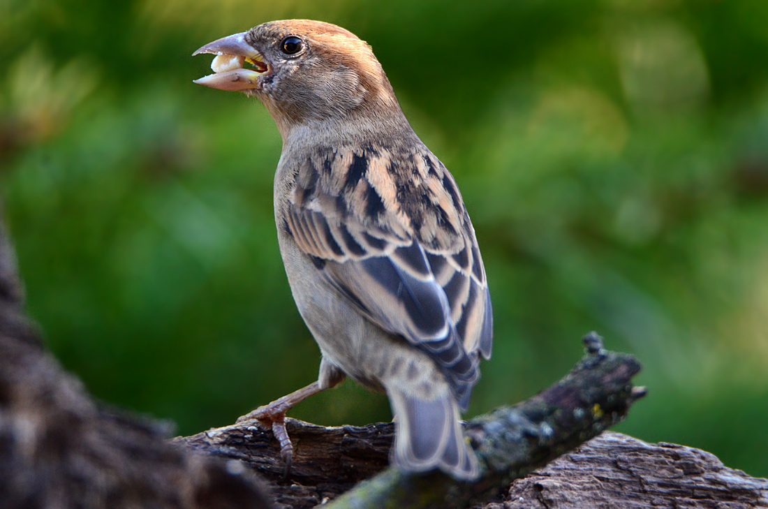 DSC 9971 Spatz