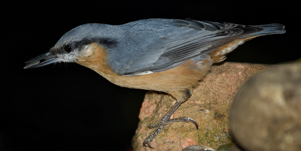 DSC 9972c