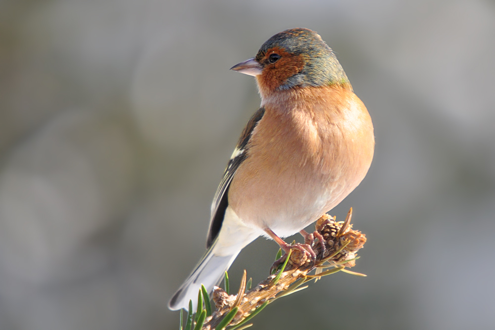 DSC 9973 khg