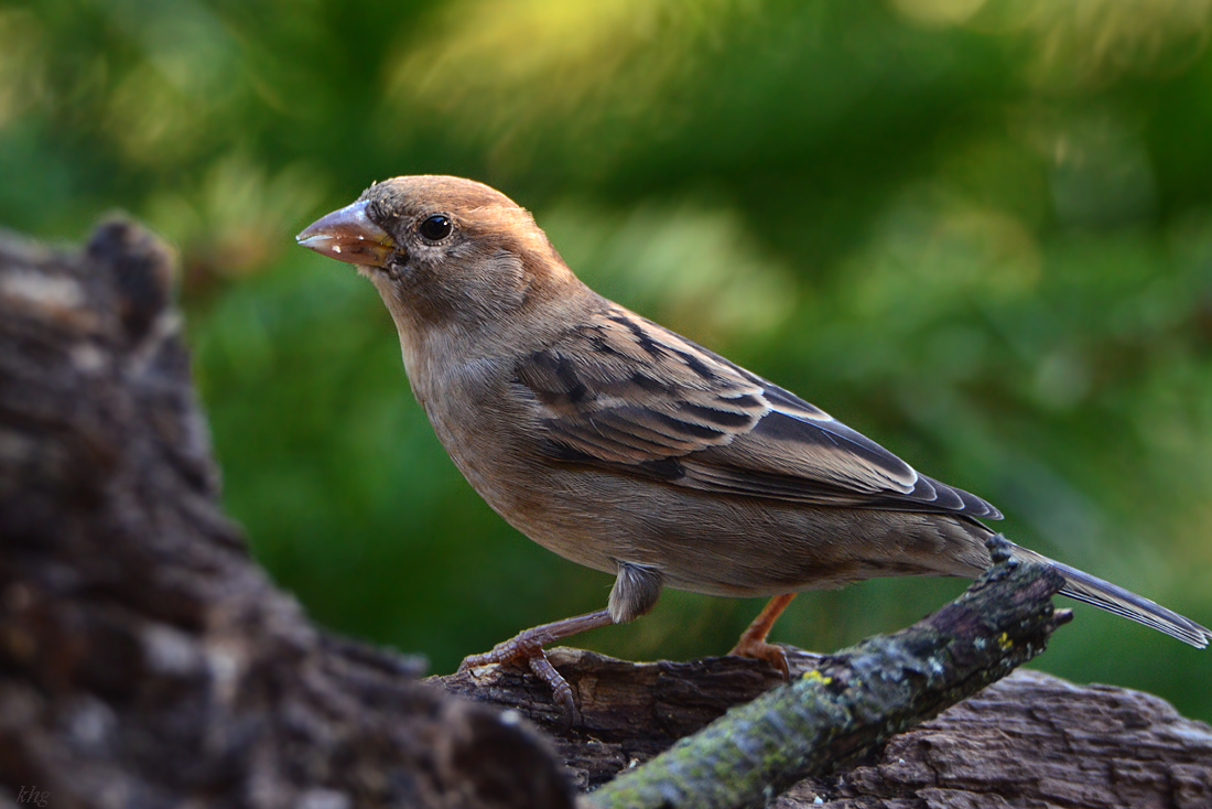 DSC 9975 Spatz