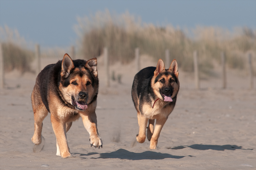 DSC 9986 Bearbeitet HG + hund heller