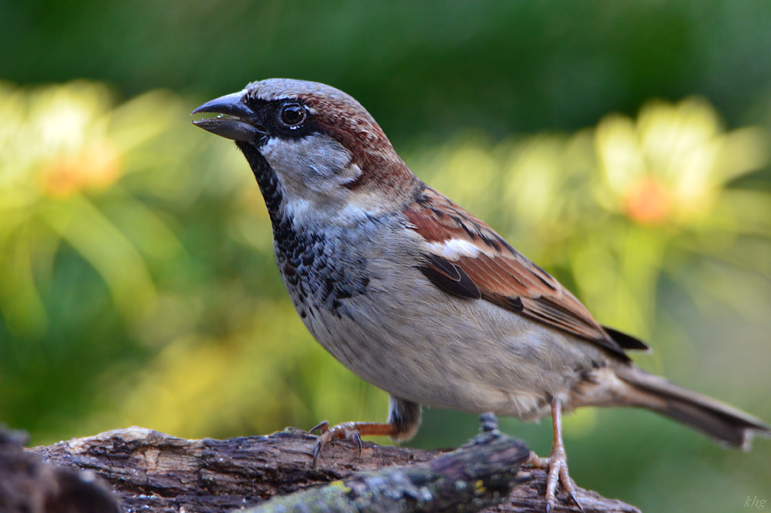 DSC 9988 Spatz