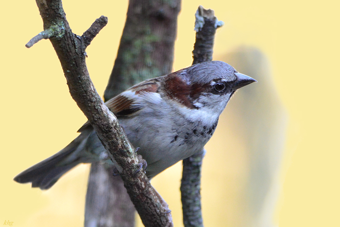 DSC 9995 Spatz