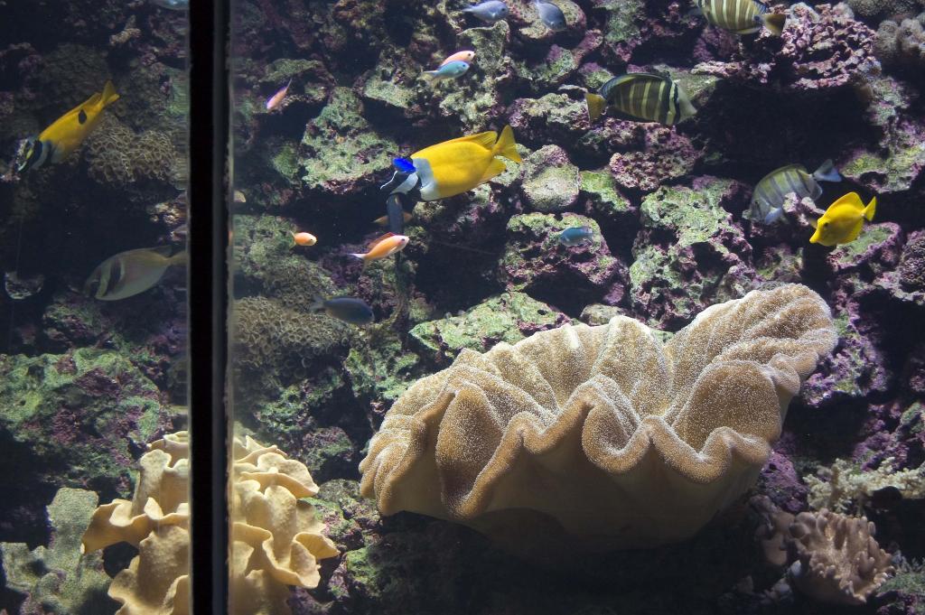 DSC Aquarium