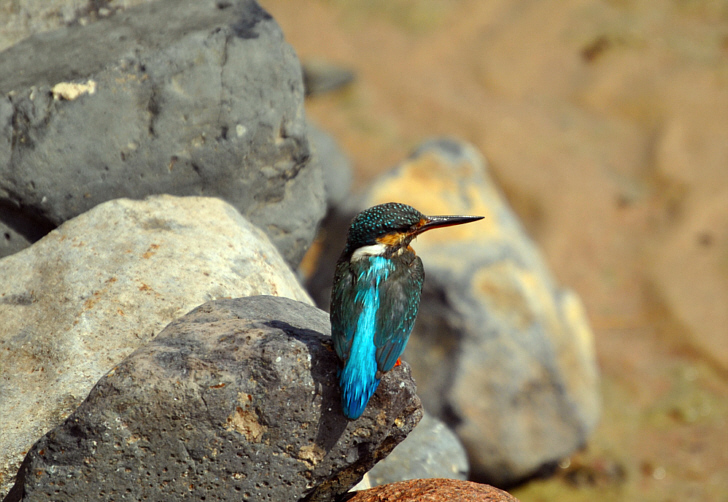 DSC Eisvogel003
