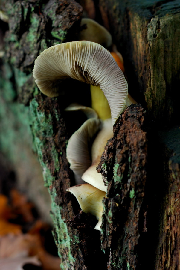 DSC Pilz11