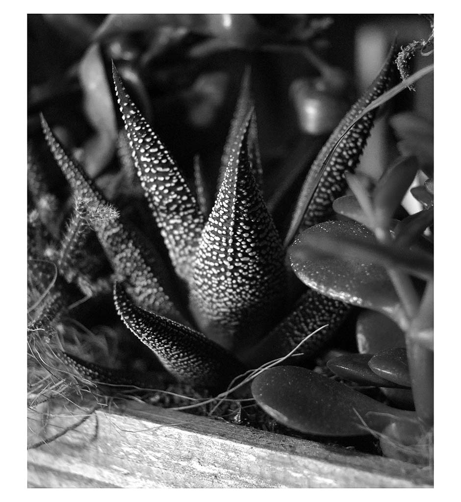 DSC0009a