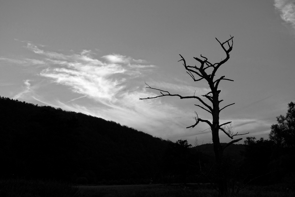 DSC00583sw-Bearbeitet.jpg