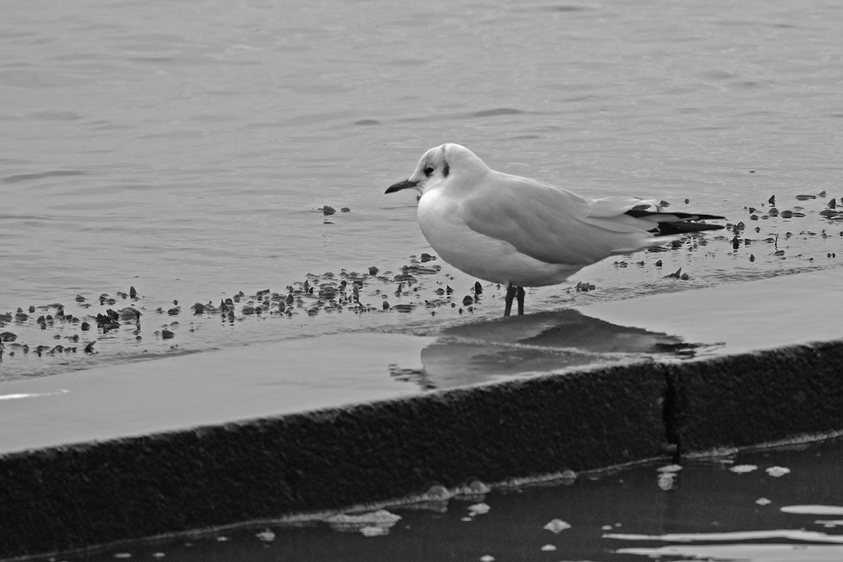 DSC0064KASWxl