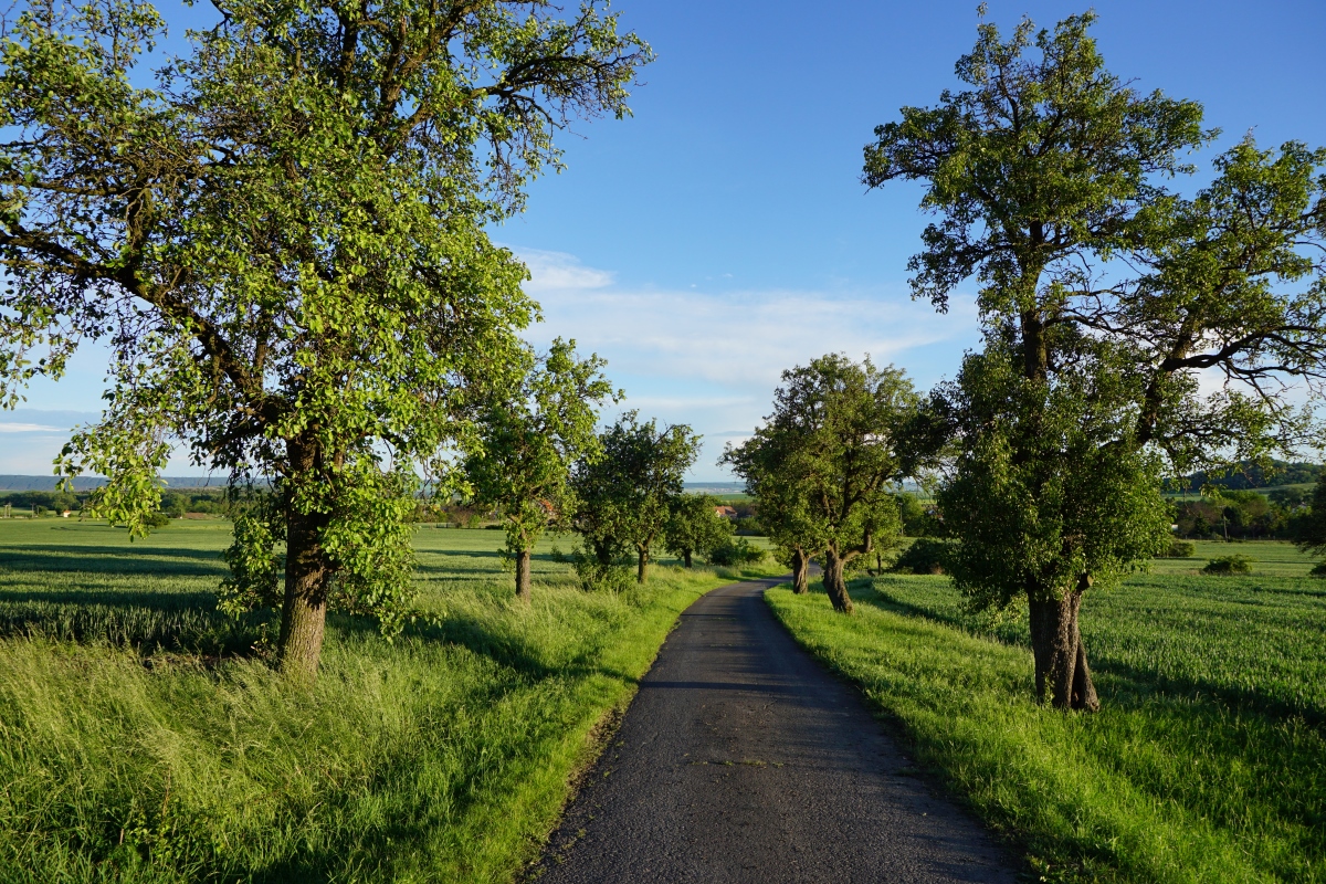 DSC01921n1.jpg