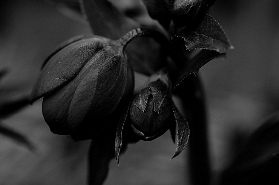 DSC0192asw