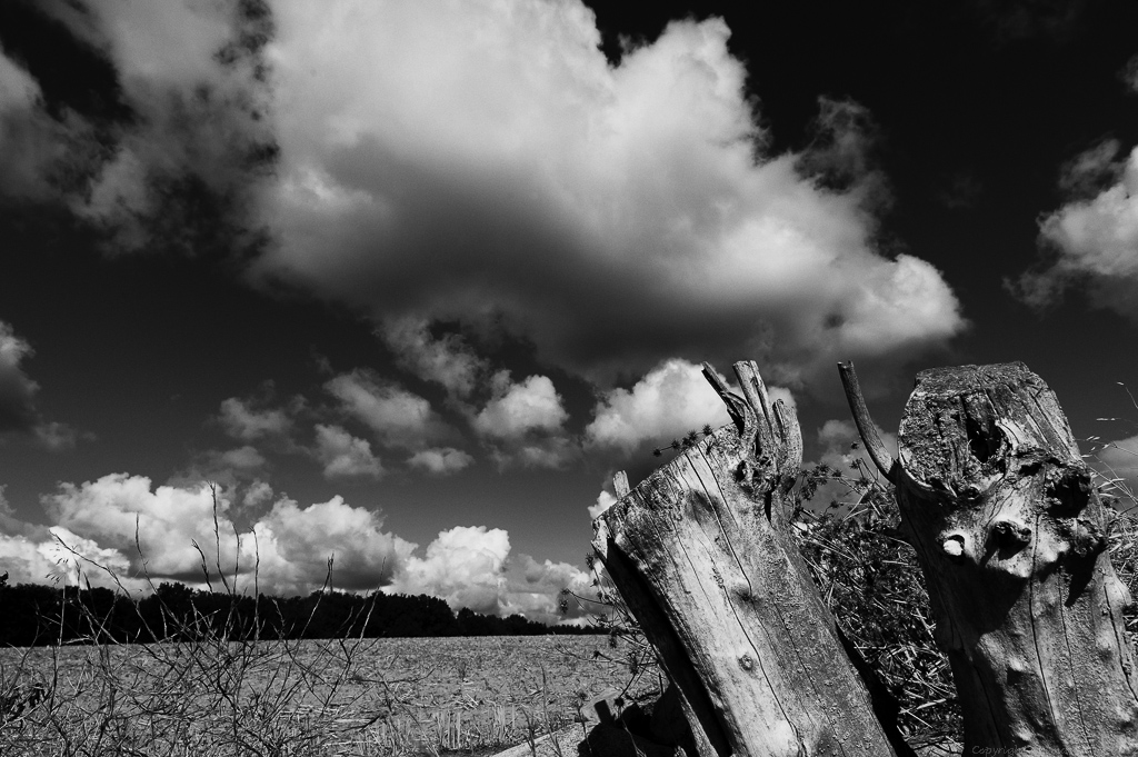 DSC0231 v 2
