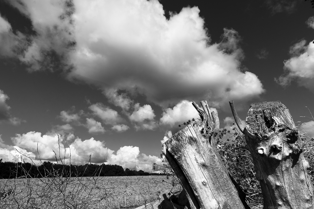 DSC0231B
