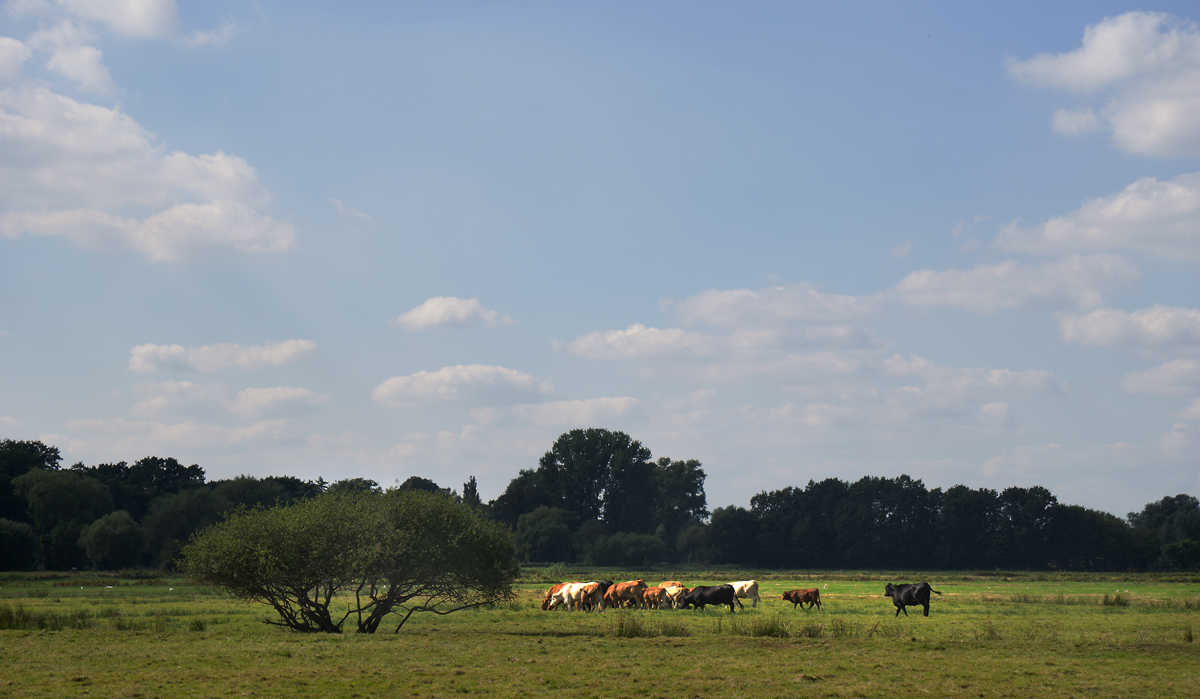 DSC0250 Bearbeitet w