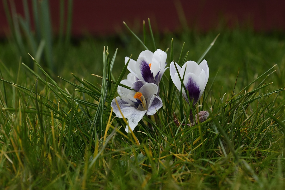 DSC0260 00002