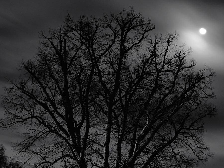 DSC0264 SW