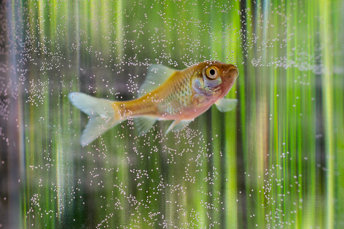 DSC0409 PS w