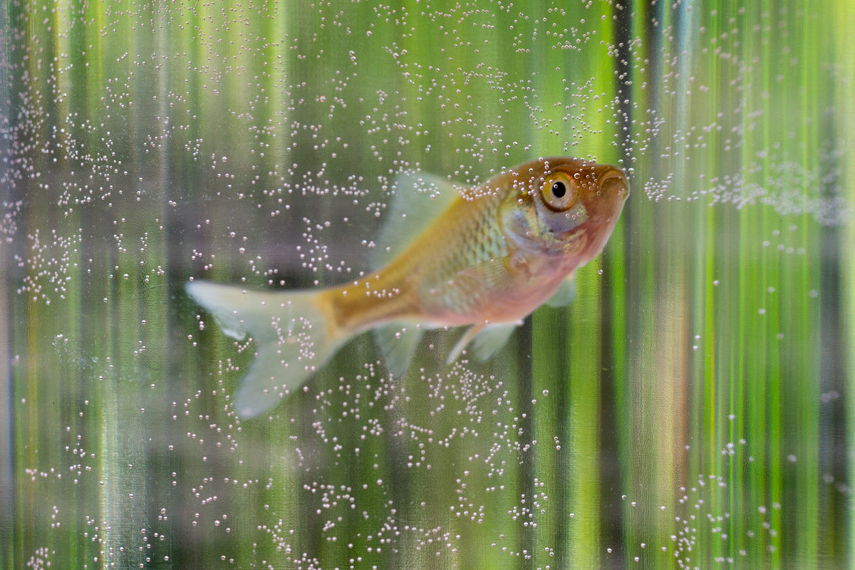 DSC0410 PS w