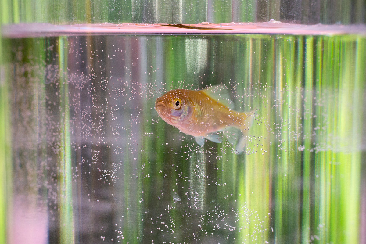 DSC0470 PS w