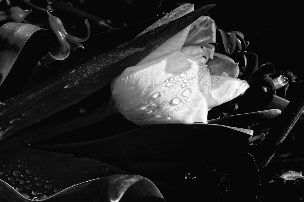DSC0474 1sw