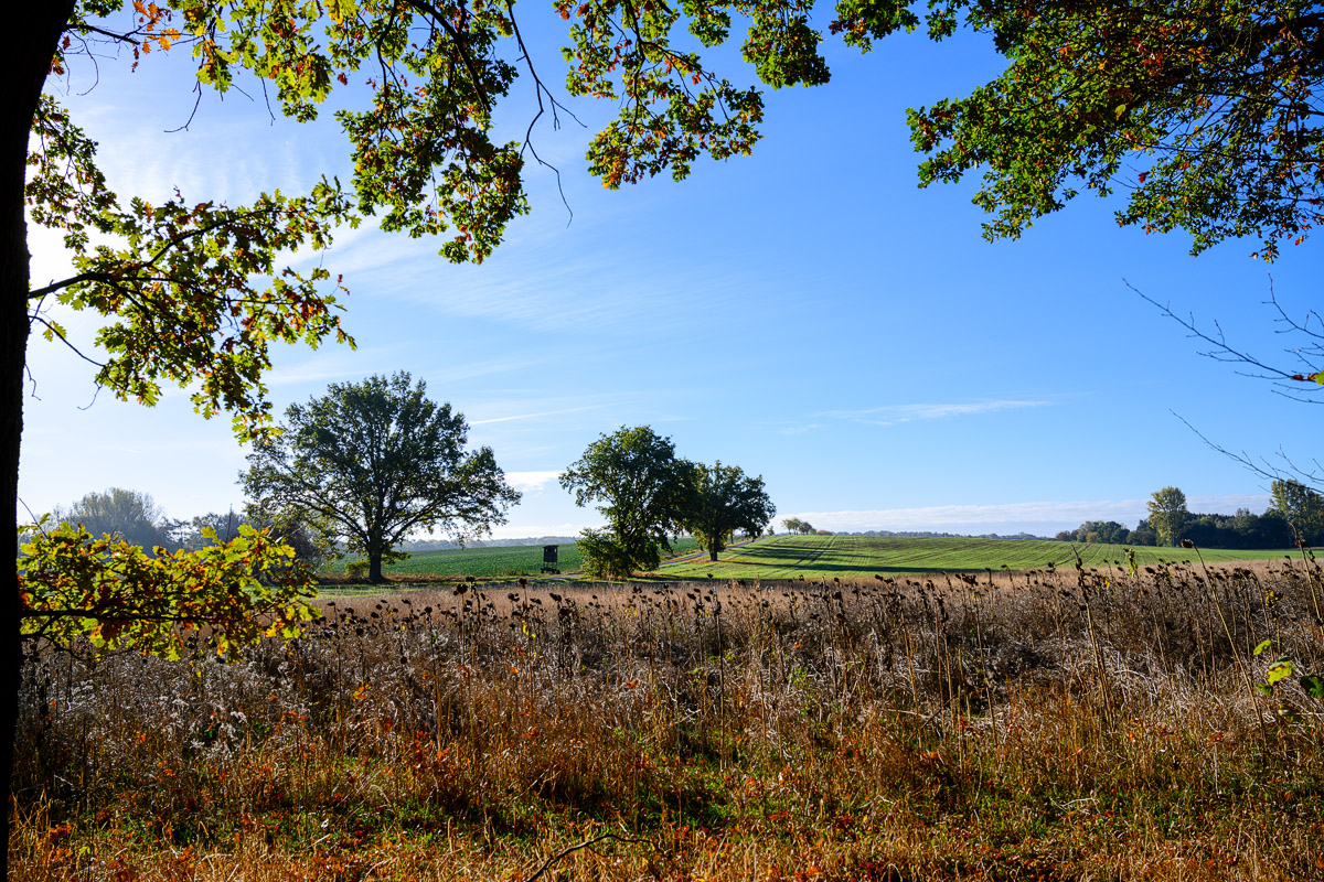 DSC0652 19 10 2018
Bäume, Wolfsburg, Natur, Landschaft