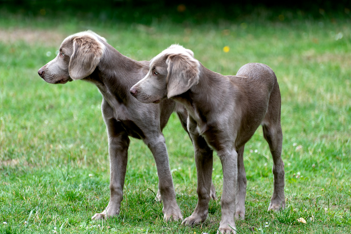 DSC0653 PS w