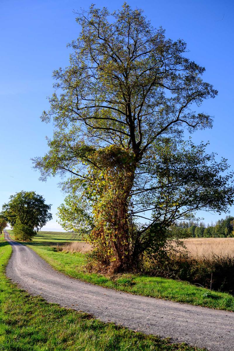 DSC0655 19 10 2018
Bäume, Wolfsburg, Natur, Landschaft