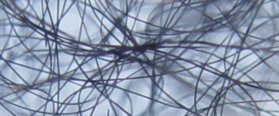 DSC06700c
