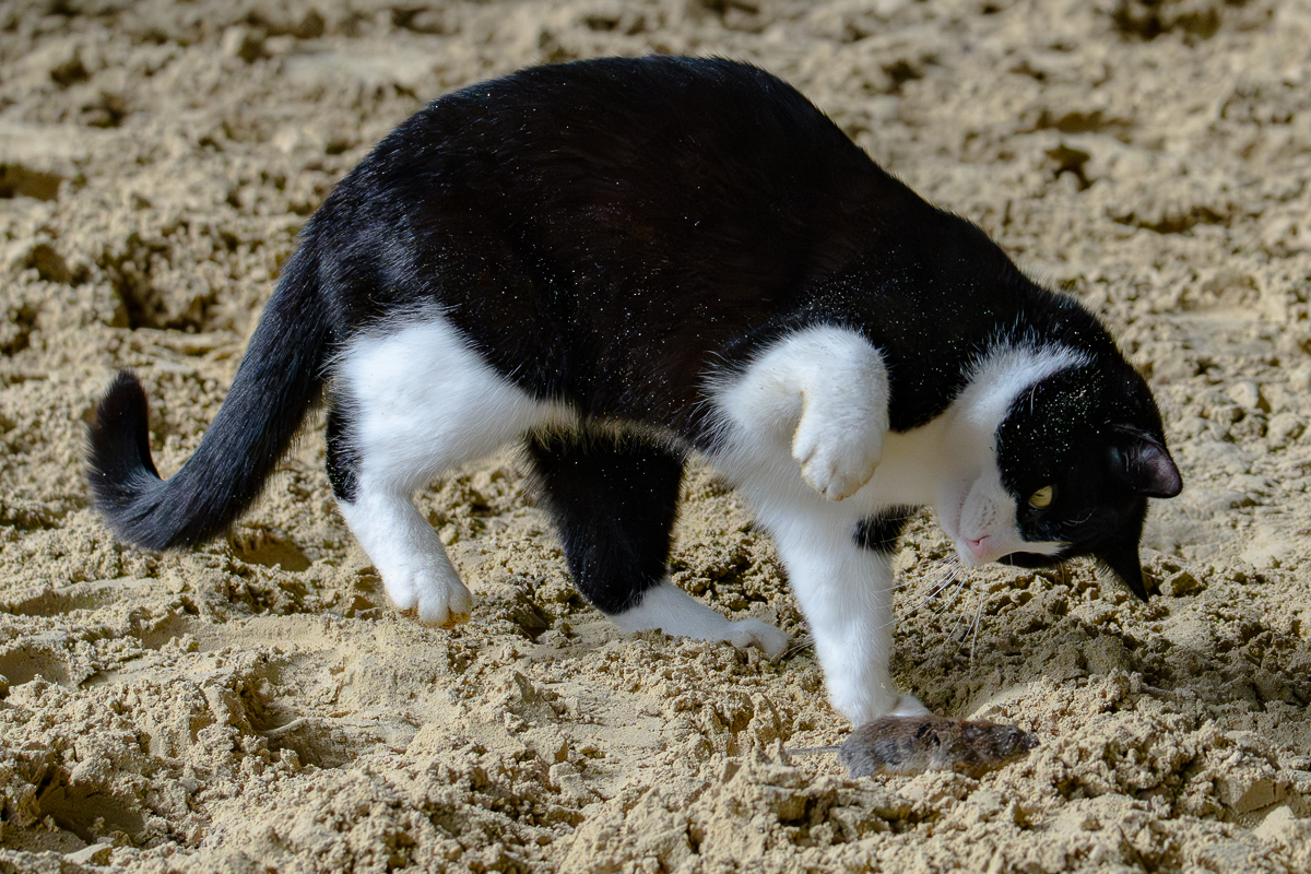 DSC07435.jpg