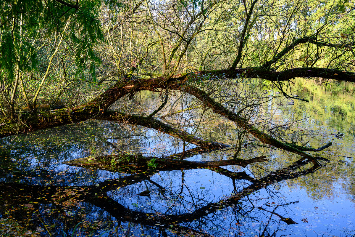 DSC0763 24 10 2018
Bäume, Wolfsburg, Natur, Landschaft