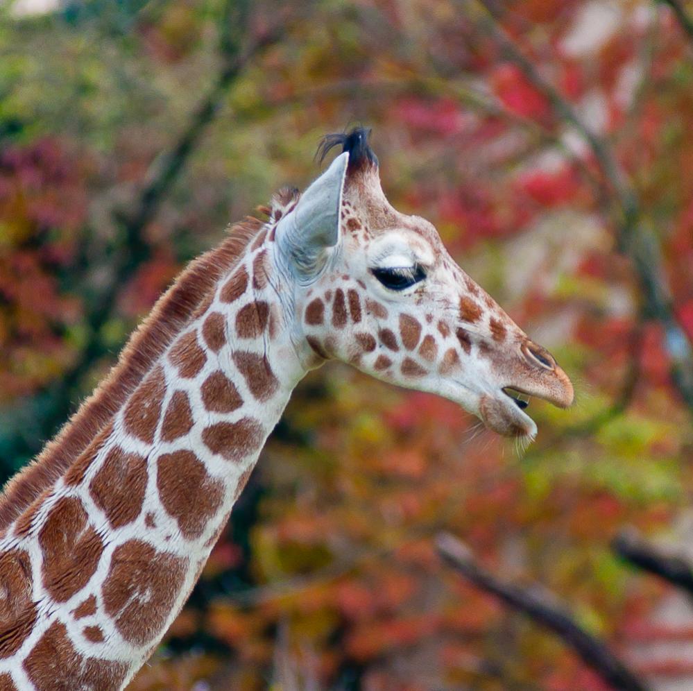 DSC0939
Tierpark im Herbst
