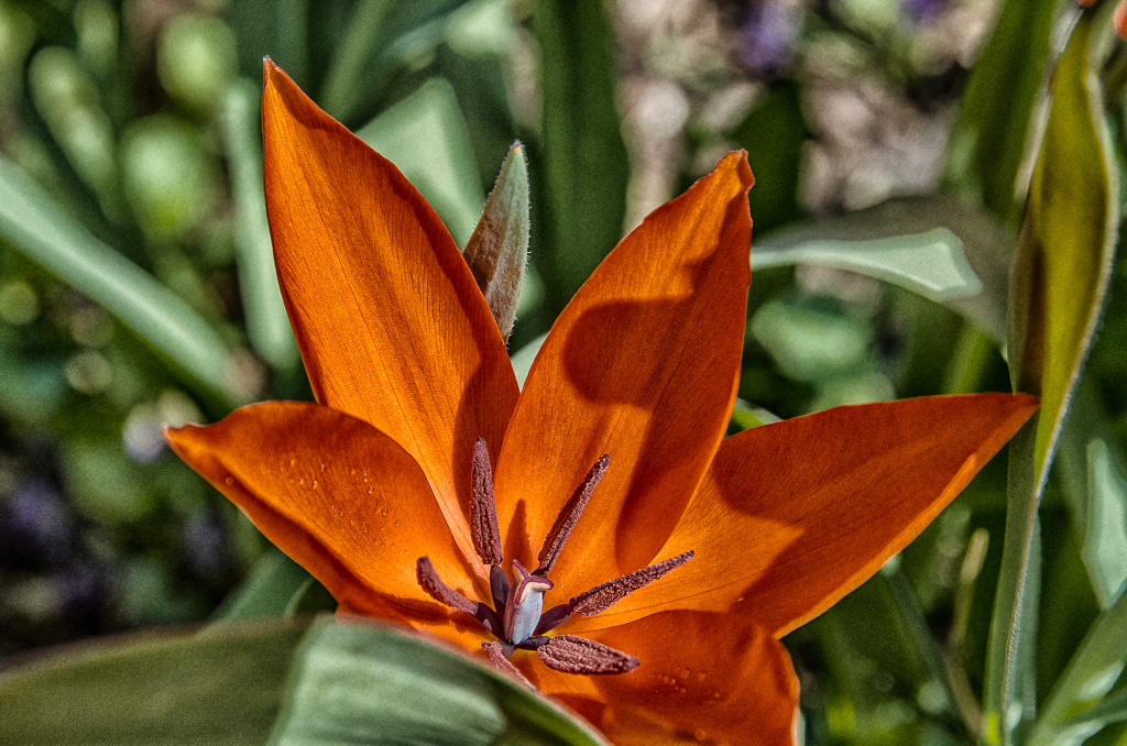 DSC0959 HDR 1