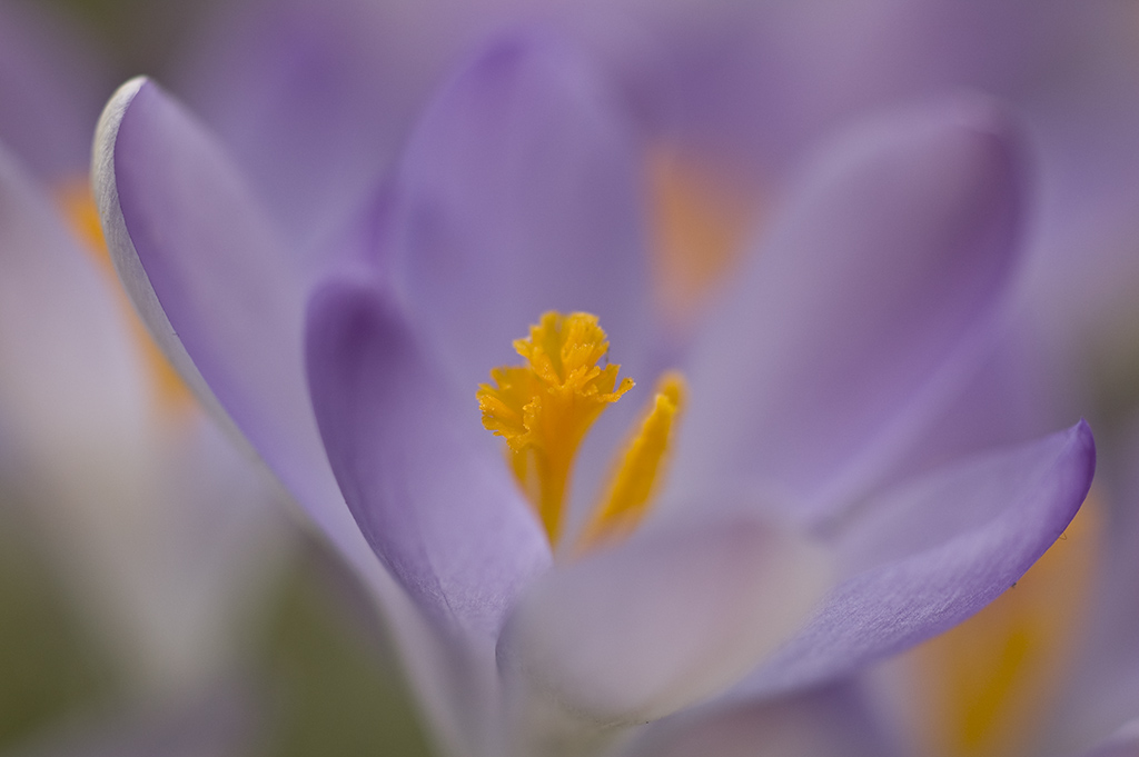 DSC0989   
Olympus OM Zuiko Auto-Macro 1:2 90mm   
Iso 200  1/400  f 2,8