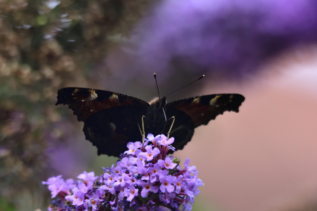 DSC1005 016