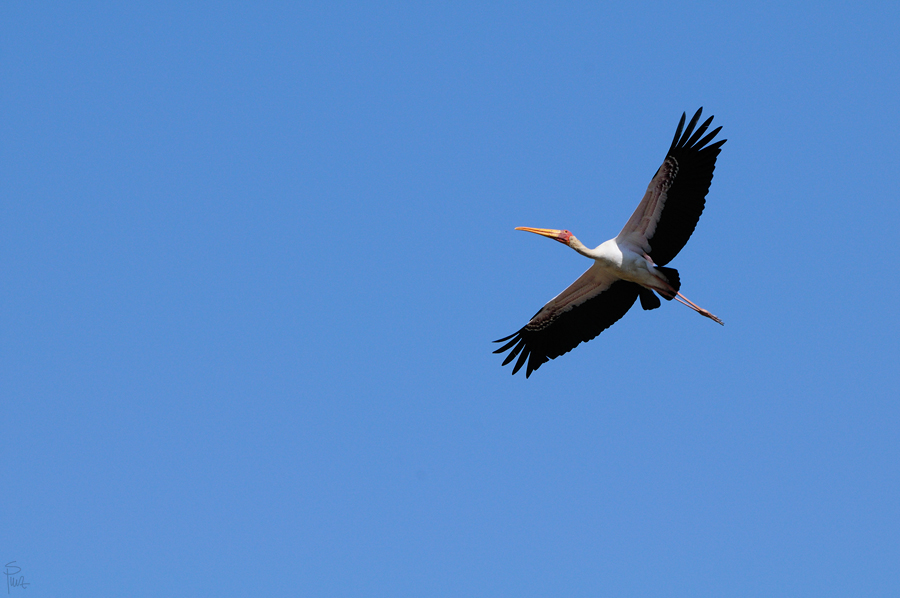 DSC10063 NFF