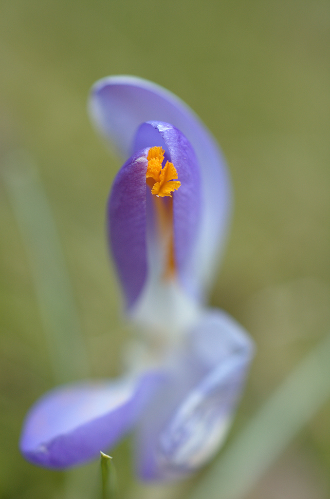 DSC1029   
Olympus OM Zuiko Auto-Macro 1:2 90mm  
Iso 200   1/200   f 4   
9.3.2011   10:22